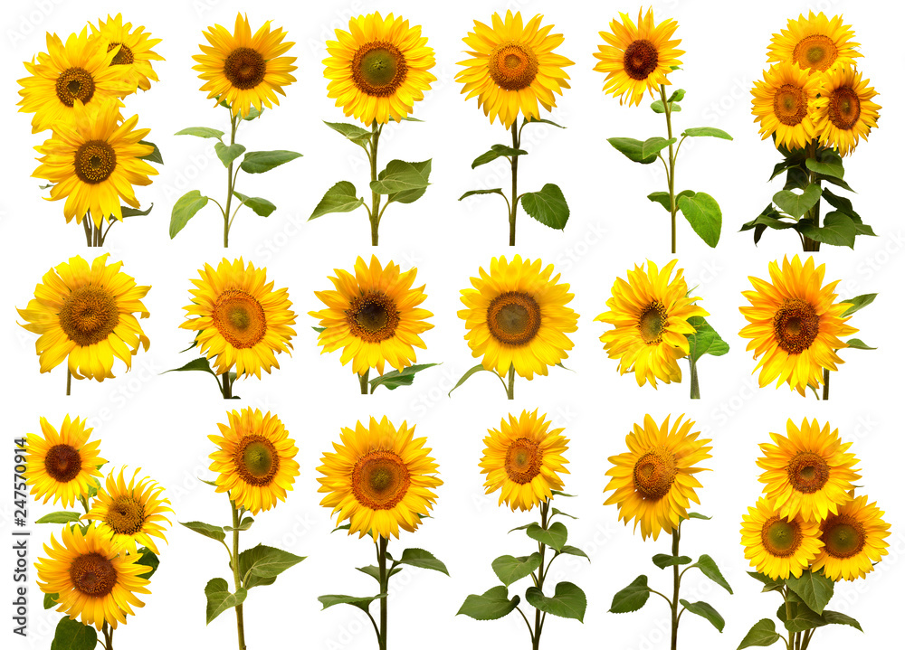 Sunflowers collection isolated on white background. Sun symbol. Flowers yellow, agriculture. Seeds and oil. Flat lay, top view. Bio. Eco Sunflowers collection isolated on white background. Sun symbol. Flowers yellow, agriculture. Seeds and oil. Flat lay, top view. Bio. Eco