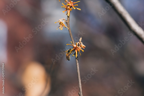 honey bee on a yellow witch hazel flowers blooming in the winter