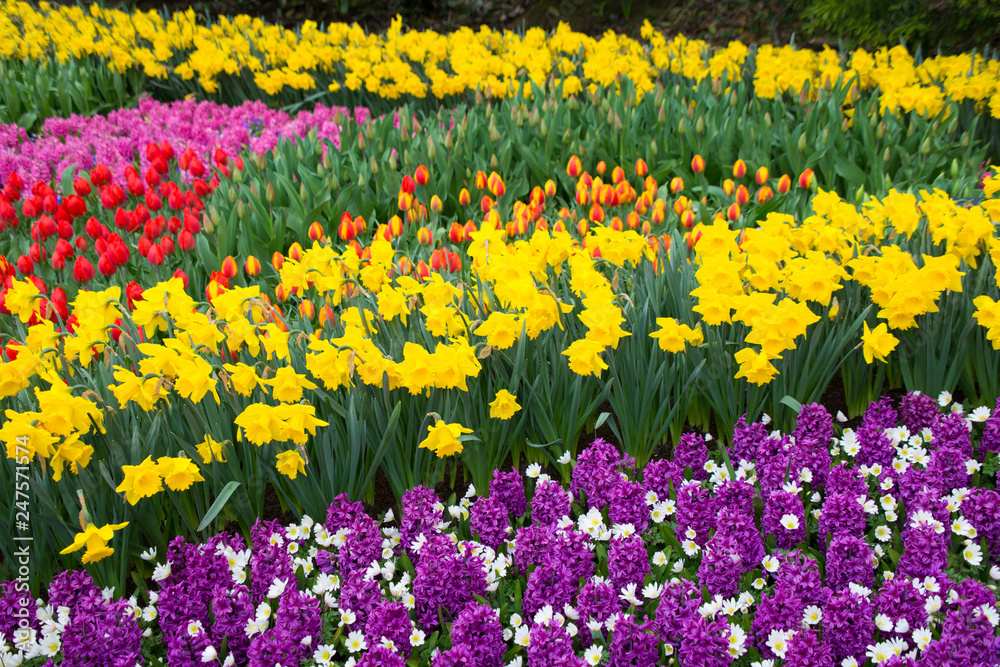 Frühlingswiese Holland Keukenhof Lisse Frühlingswiese Holland Keukenhof Lisse