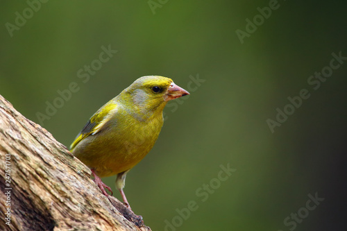 The European greenfinch, or just greenfinch (Chloris chloris),sitting on the branch. Male greenfinch in the forest.