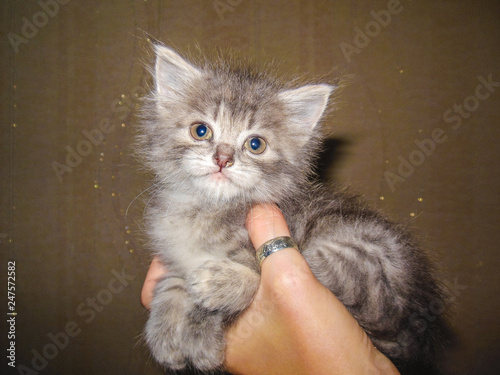 cat with blue eyes