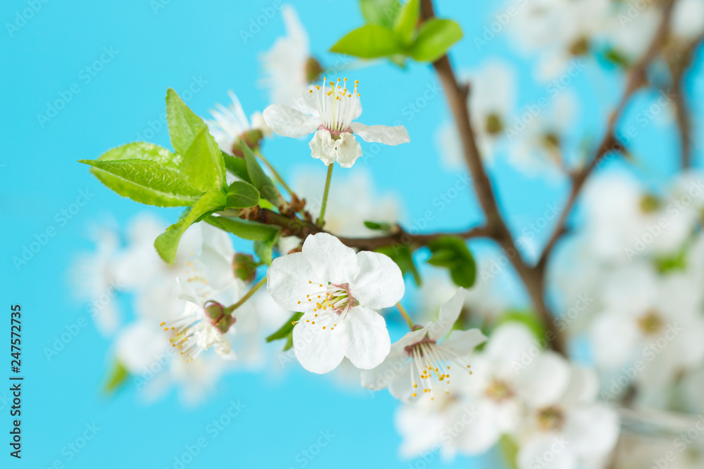 Obraz premium Branch of cherry blossoms on blue background