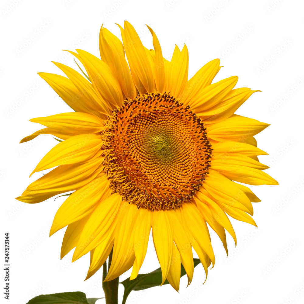 Fototapeta premium Sunflower head isolated on white background. Sun symbol. Flowers yellow, agriculture. Seeds and oil. Flat lay, top view. Bio. Eco. Creative