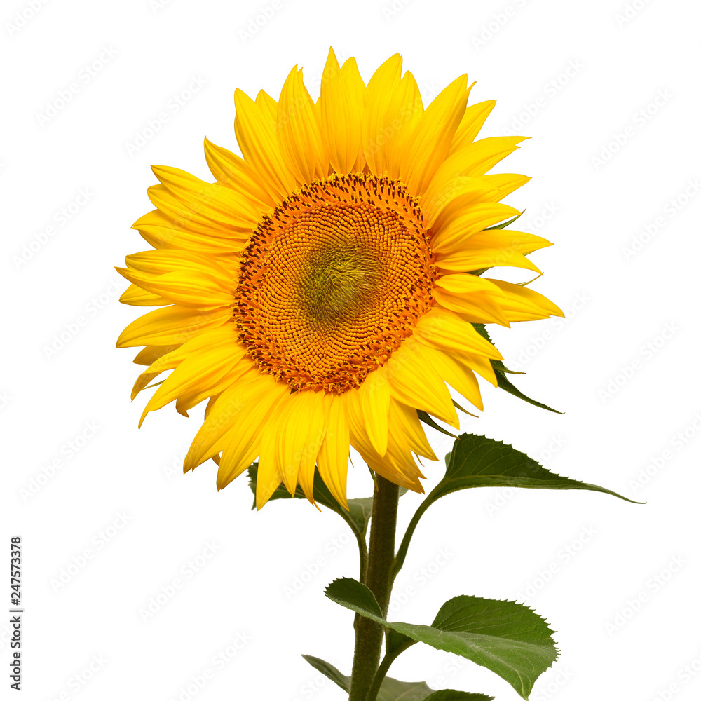 Sunflower head turned sideways isolated on white background. Sun symbol. Flowers yellow, agriculture. Seeds and oil. Flat lay, top view. Bio. Eco. Creative Sunflower head turned sideways isolated on white background. Sun symbol. Flowers yellow, agriculture. Seeds and oil. Flat lay, top view. Bio. Eco. Creative