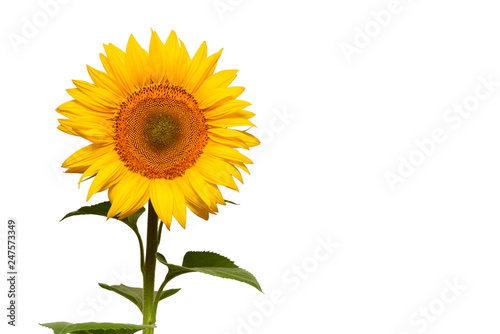 Fototapeta Naklejka Na Ścianę i Meble -  Sunflower head isolated on white background. Sun symbol. Flowers yellow, agriculture. Seeds and oil. Flat lay, top view. Bio. Eco. Creative. Place for text