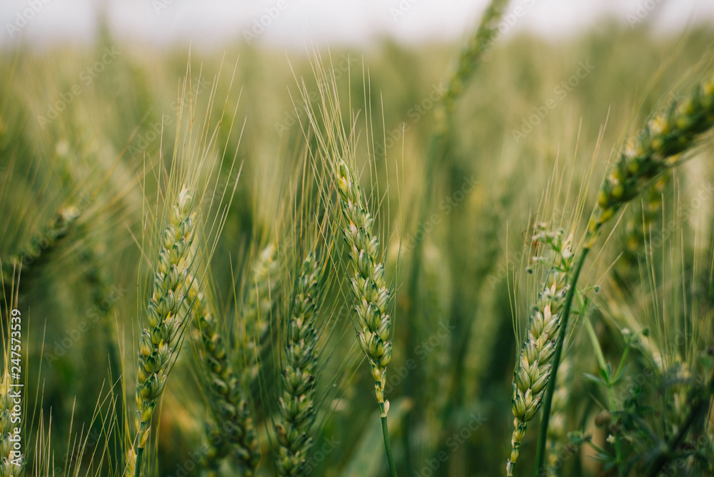 Fototapeta premium Wheat in Europe
