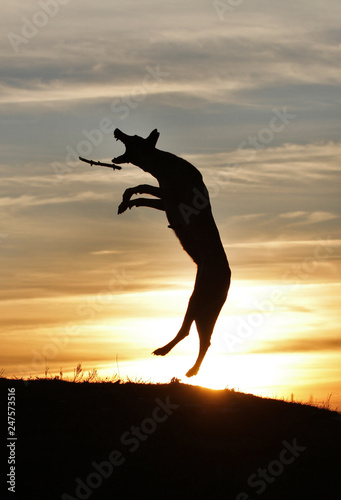 Belgian Shepherd Dog Malinois jumps in the sky against the backdrop of a beautiful sunset.