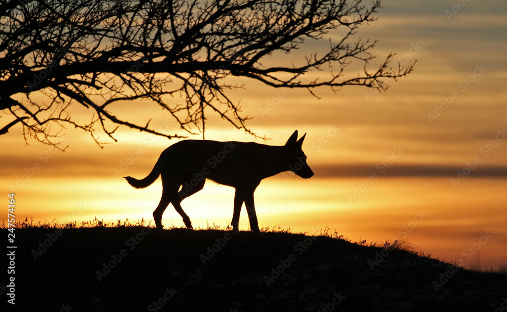 Belgian Shepherd dog Malinois against the backdrop of a beautiful sunset. Belgian Shepherd dog Malinois against the backdrop of a beautiful sunset.