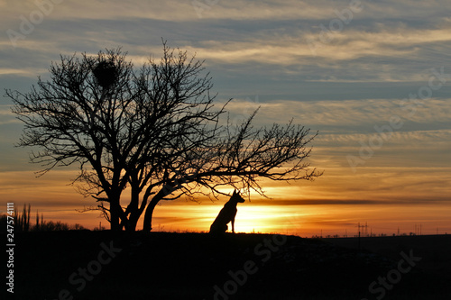 Belgian Shepherd dog Malinois against the backdrop of a beautiful sunset.