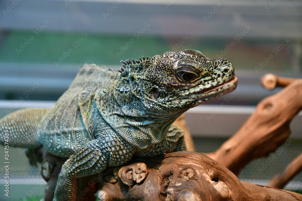 Fototapeta premium Frilled lizard In the terrarium