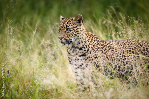 Leopard  Panthera pardus . Mpumlanga. South Africa