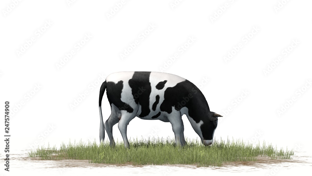 Cow on grass floor - separated on white background
