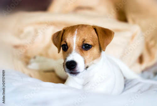 Jack Russell Terrier puppy lying on the bed