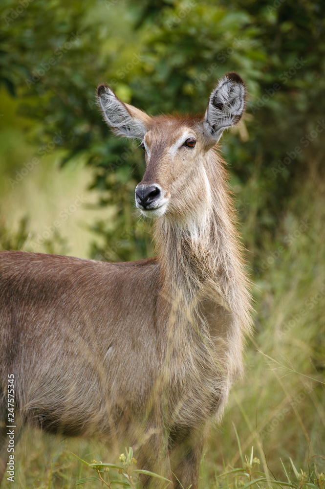 Waterbuck (Kobus ellipsiprymnus) female. Mpumlanga. South Africa Waterbuck (Kobus ellipsiprymnus) female. Mpumlanga. South Africa