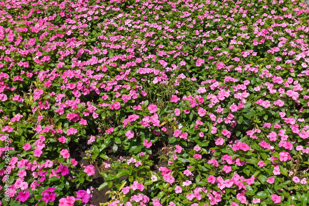 Plenty of pink flowers of Catharanthus roseus in July