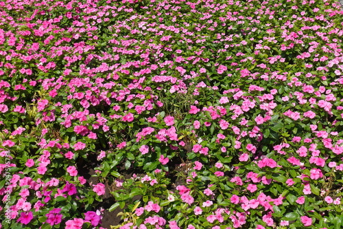 Plenty of pink flowers of Catharanthus roseus in July