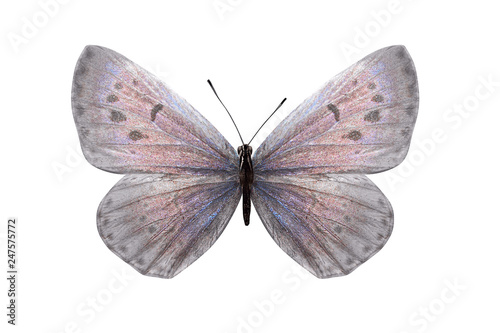 Day butterfly Lycaenidae with white wings and a pink shade. isolated on white background photo