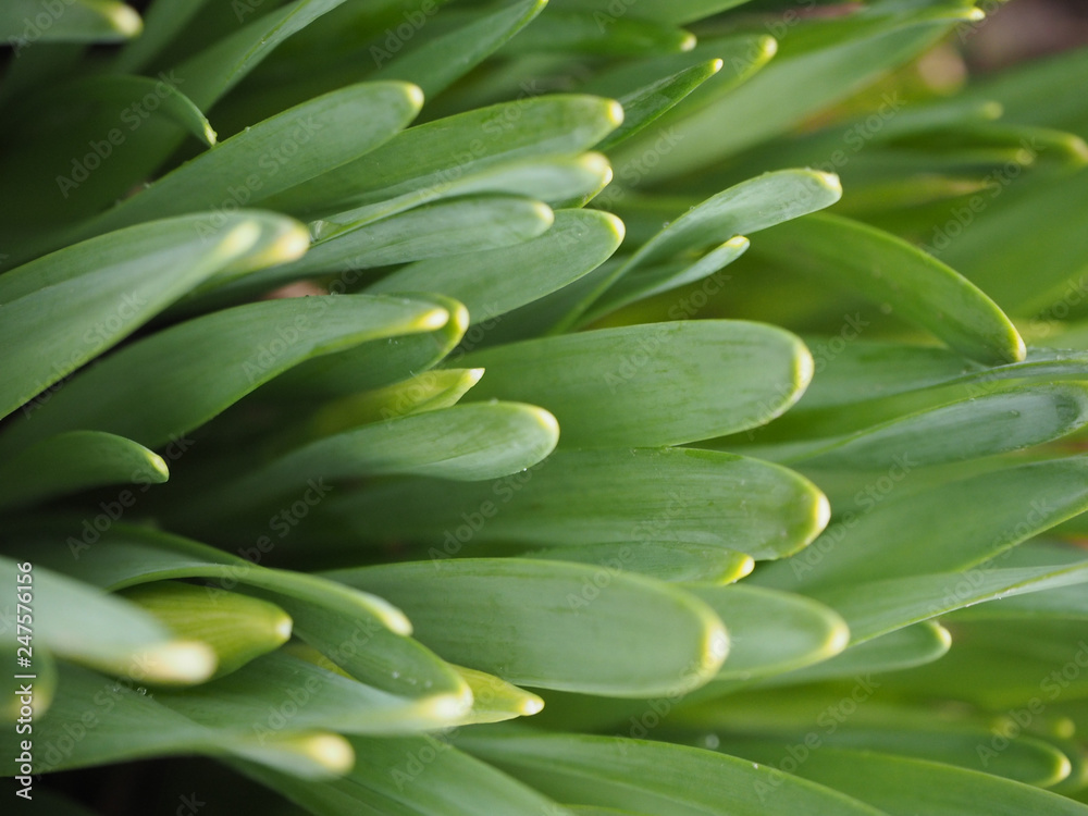 Obraz premium Abstract green leaves