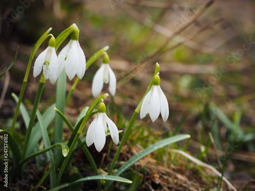 Some beautiful snowdrops
