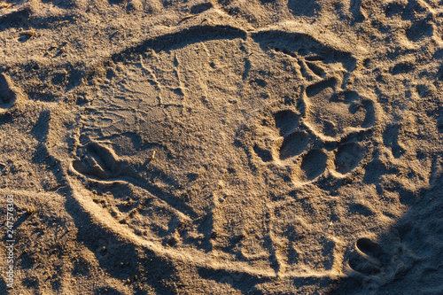 African bush elephant (Loxodonta africana) aka African savanna elephant or African elephant spoor with Lion (panthera leo) spoor on top of it. Botswana