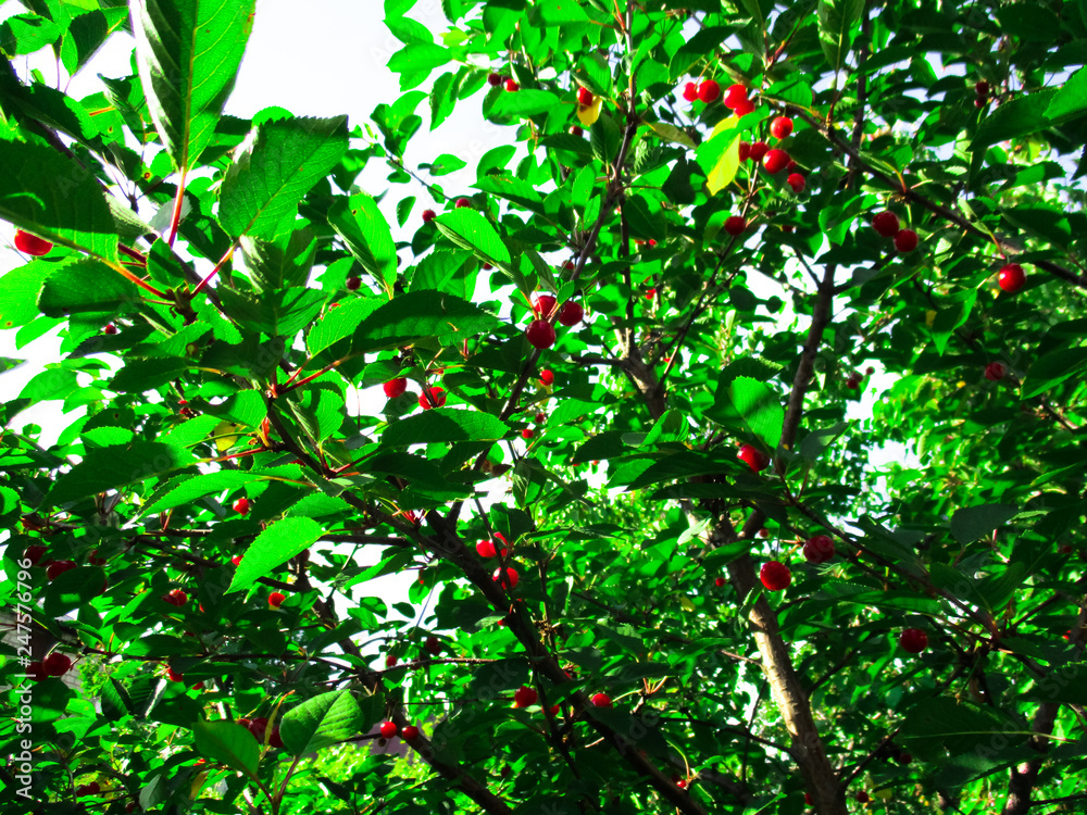 Ripe red cherry berries ready to be harvested and eaten Ripe red cherry berries ready to be harvested and eaten