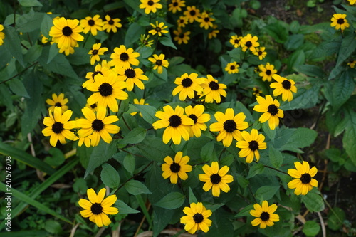 Yellow flowers of Rudbeckia triloba in August