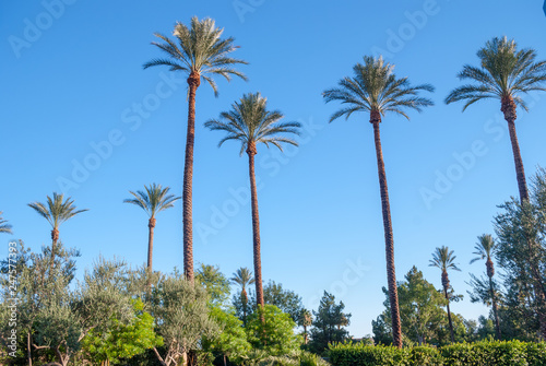 California Palm Trees © Andrew Kazmierski