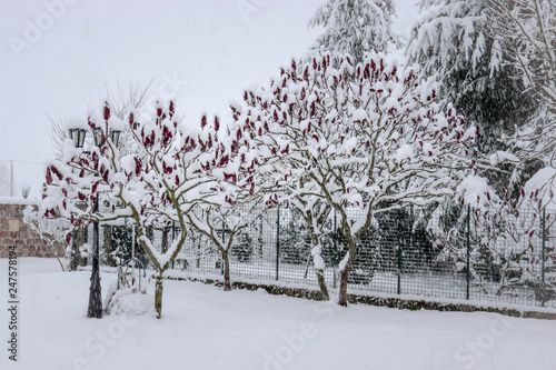 Faune hiver neige