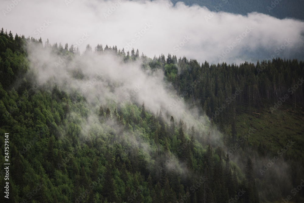 Foggy evergreen forest after storm