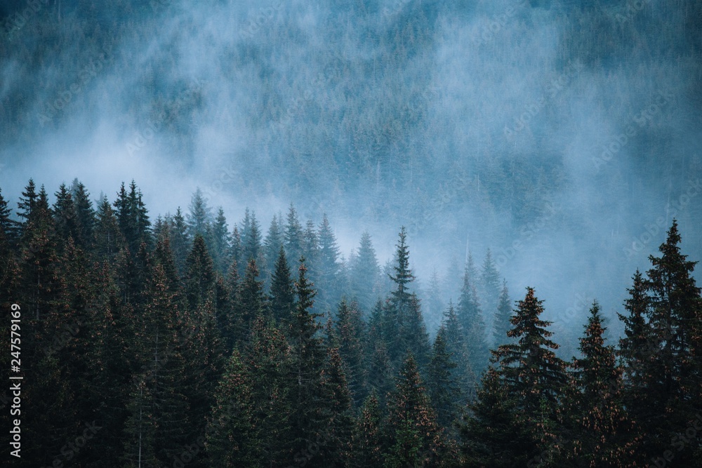 Misty foggy mountain landscape with fir forest in  vintage retro style