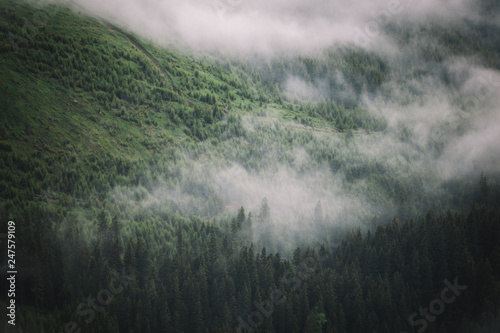 Evergreen pine woodland forest in low clouds and fog,captured after rain in Bucegi Mountains,Romania