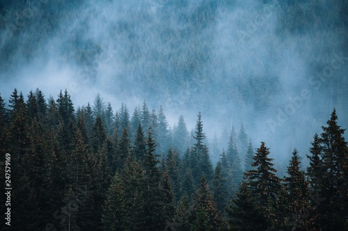 Misty foggy mountain landscape with fir forest in vintage retro style