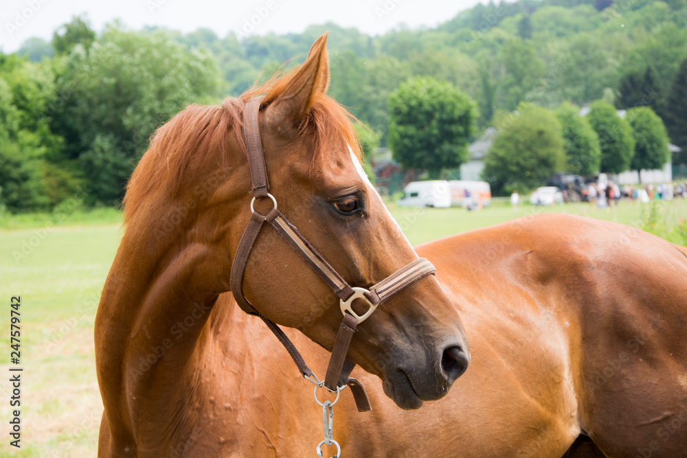 Obraz premium Portret pięknego brązowego konia