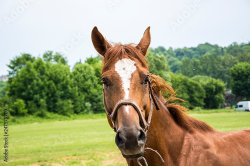 Portret pięknego brązowego konia