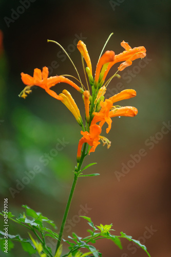 Cape honeysuckle  Tecomaria capensis  flower. Mpumlanga. South Africa