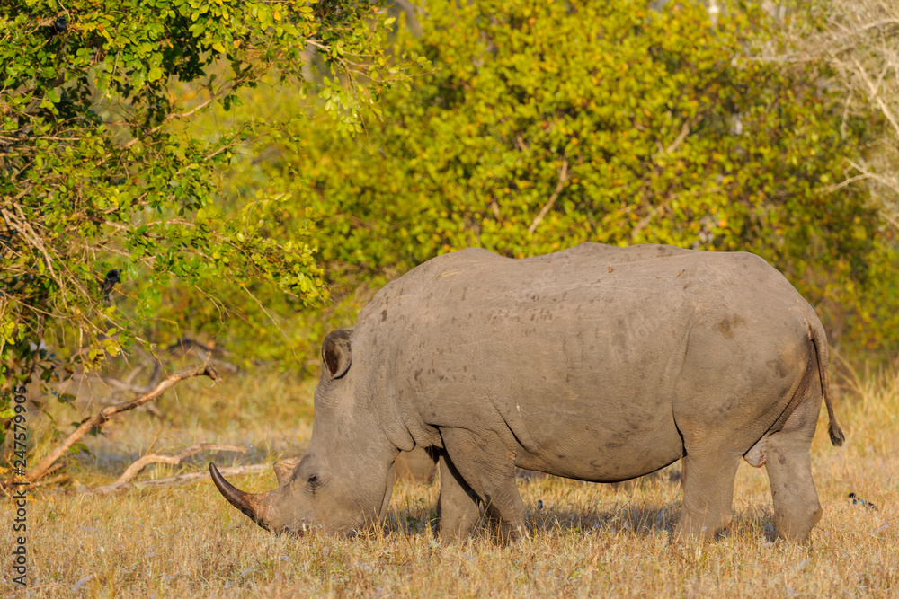 White rhinoceros or square-lipped rhinoceros (Ceratotherium simum). Limpopo Province. South Africa White rhinoceros or square-lipped rhinoceros (Ceratotherium simum). Limpopo Province. South Africa