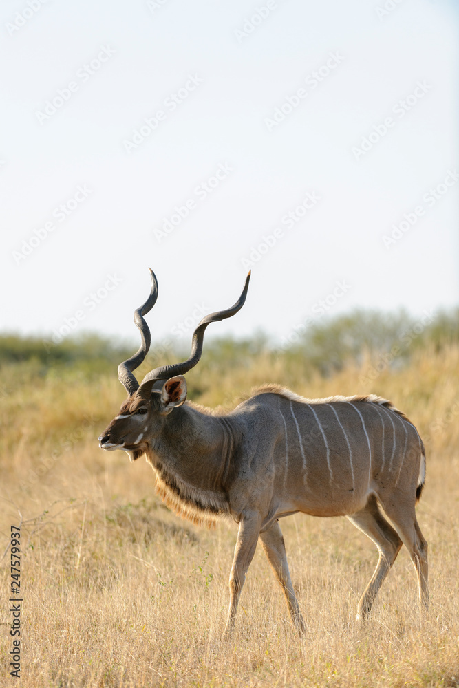 Greater kudu (Tragelaphus strepsiceros). Limpopo Province. South Africa