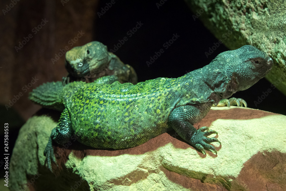 Lagarto de Cola Espinosa Lagarto de Cola Espinosa