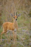 Steenbok (Raphicerus campestris). Botswana