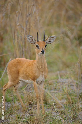 Steenbok  Raphicerus campestris . Botswana