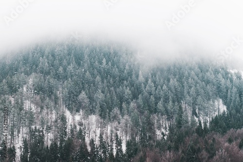 mountain top with foggy clouds and pine trees