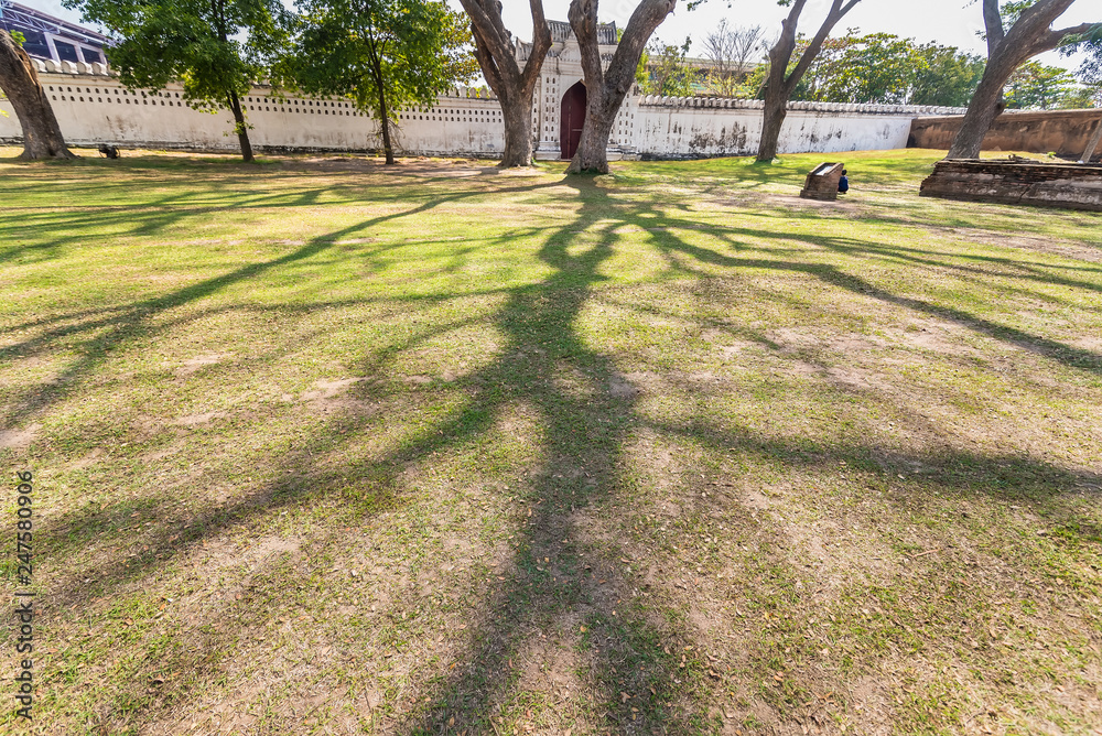 Obraz premium Old and giant big tree on a green field with sunlight afternoon.Thailand.
