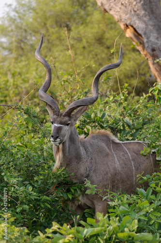 Greater kudu  Tragelaphus strepsiceros . Botswana