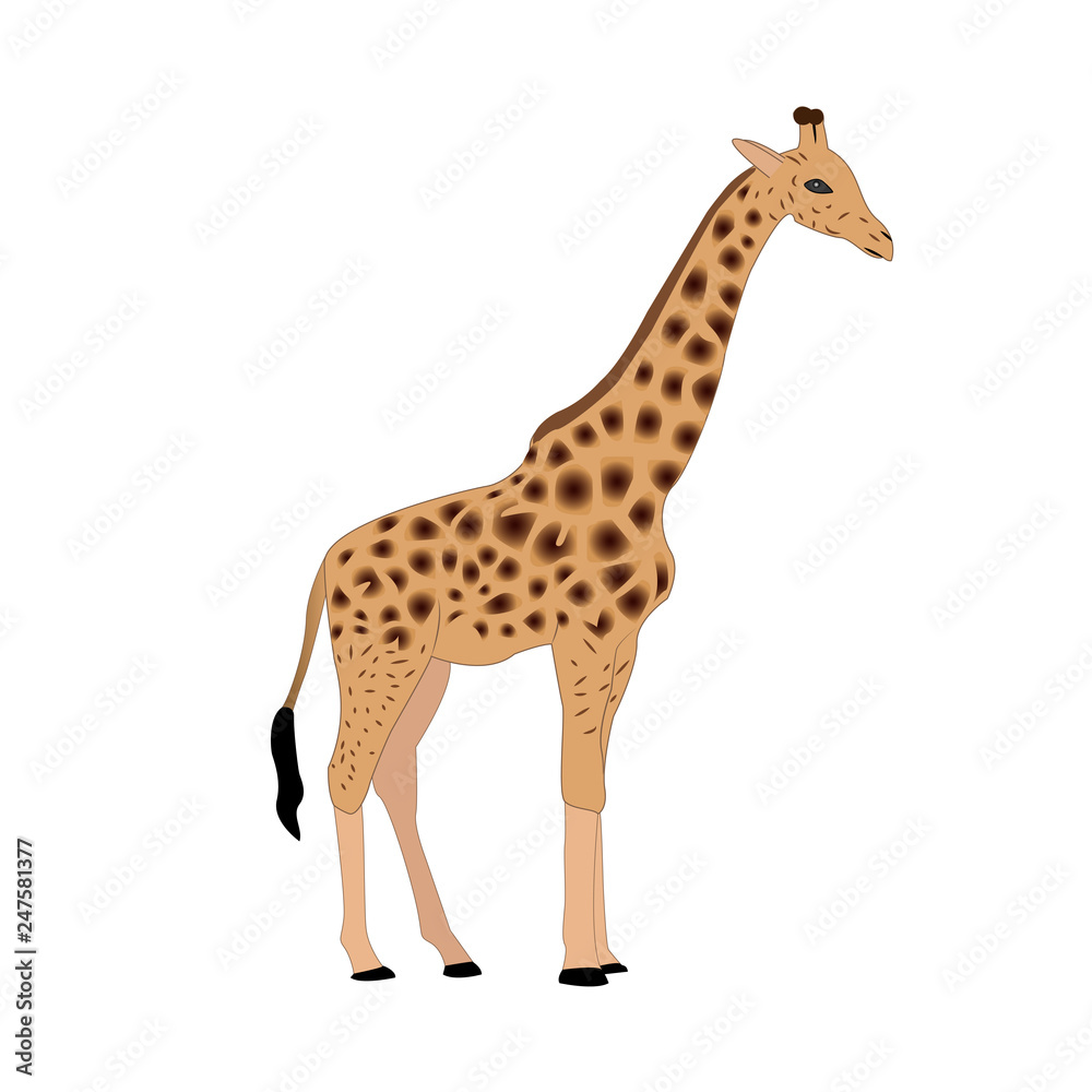 Naklejka premium Giraffe vector illustration