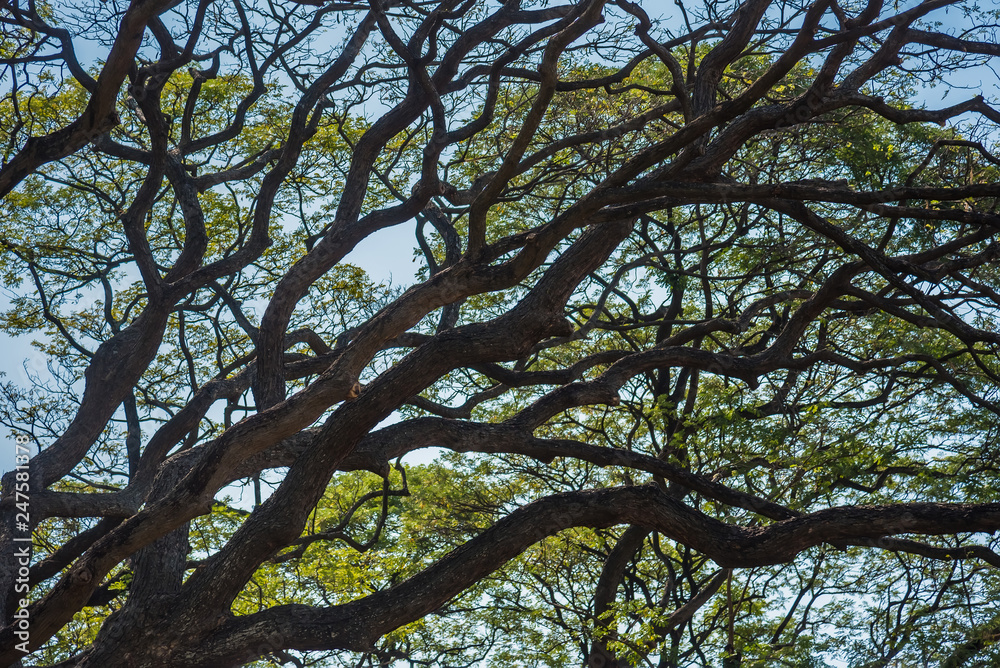 Fototapeta premium Old and giant big tree on a green field with sunlight afternoon.Thailand.