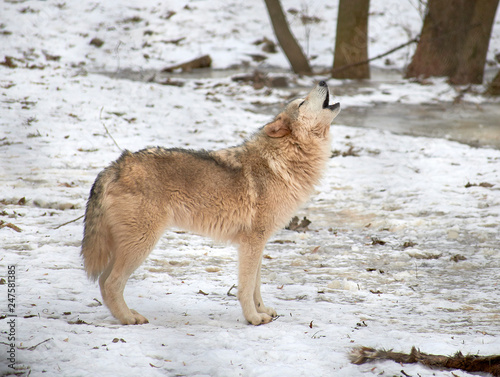 Wolf Howling in Snow