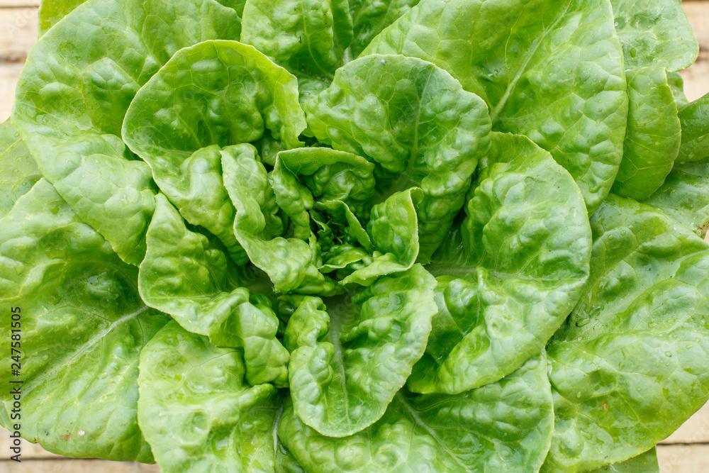 Large leaf fresh green salad straight from the garden Large leaf fresh green salad straight from the garden