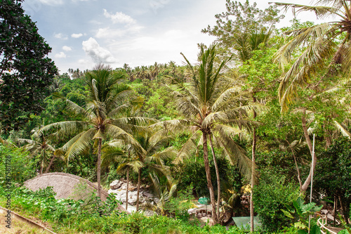 Palm trees in the jungle in Bali  Indonesia