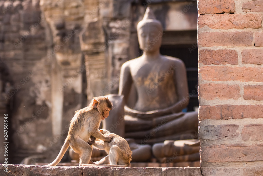 The life of long tail funny monkeys with archaeological sites. Lopburi Thailand.