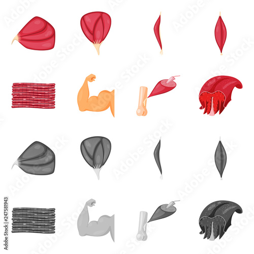 Isolated object of fiber and muscular symbol. Set of fiber and body  vector icon for stock.